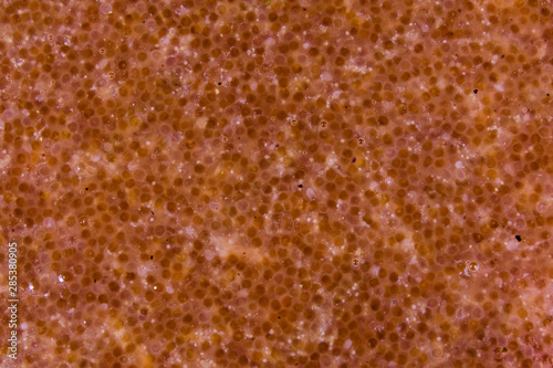 Texture of catfish caviar for the background