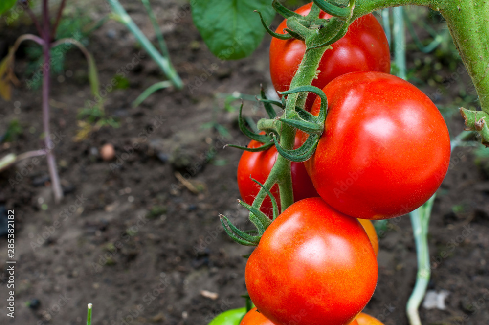 delicious and red tomatoes natural