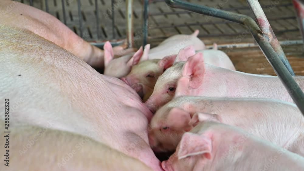 Close up shot of Piglets Suckling Mother Sow Close up shot of Piglets Suckling Mother Sow