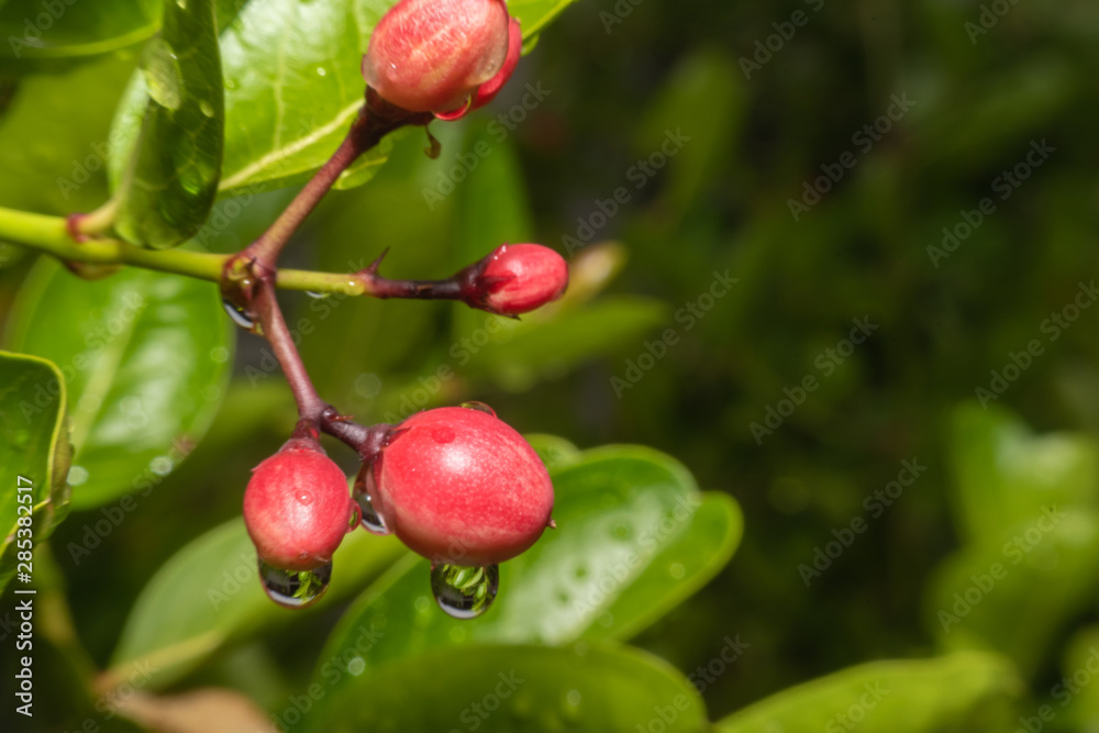Fresh Mango yawning lime booing Sour fruit in Thailand. Fresh Mango yawning lime booing Sour fruit in Thailand.