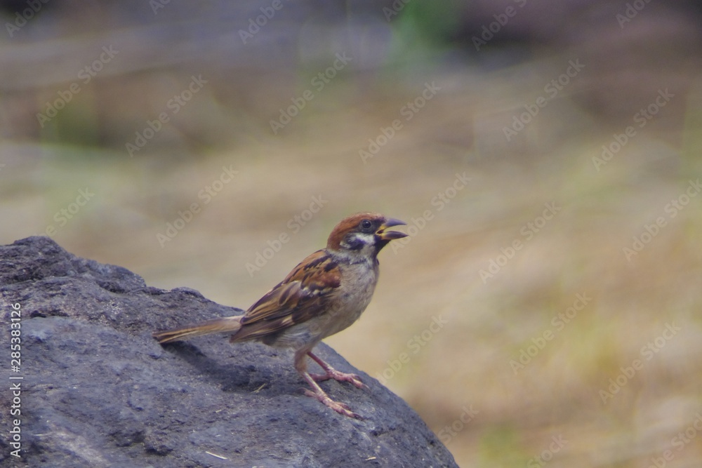 sparrow on rock