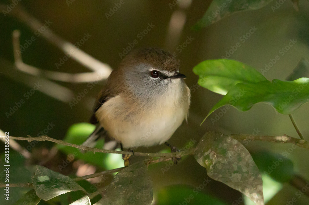 Obraz premium Brown Gerygone in Australia