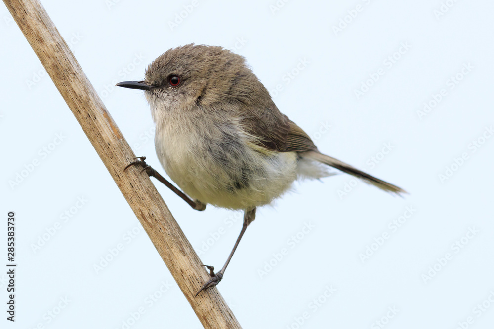 Fototapeta premium Grey Warbler Endemic to New Zealand
