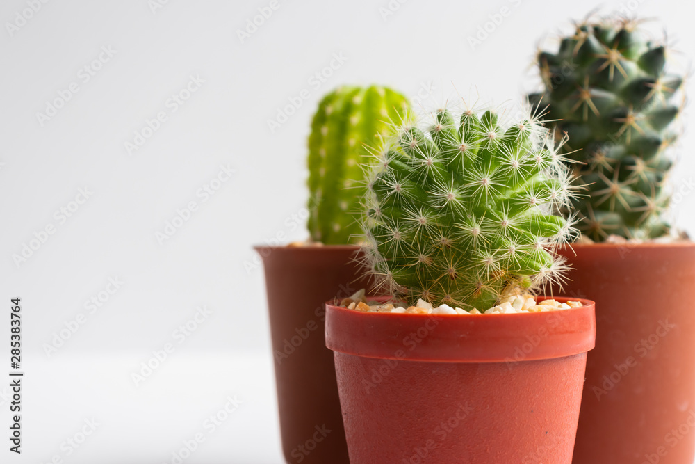set of various cactus plants in pots. Cactus plant in different pot and view on table front of white wall set of various cactus plants in pots. Cactus plant in different pot and view on table front of white wall
