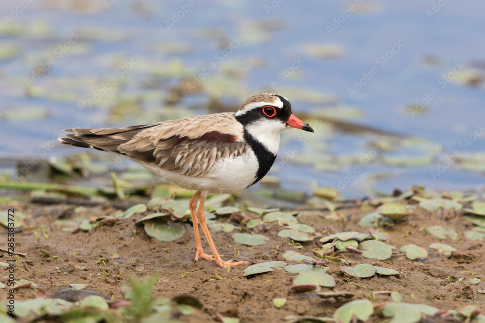 Black Fronted Dotterel in Australasia Black Fronted Dotterel in Australasia
