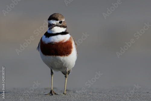 Photography Double Banded Dotterel in New Zealand