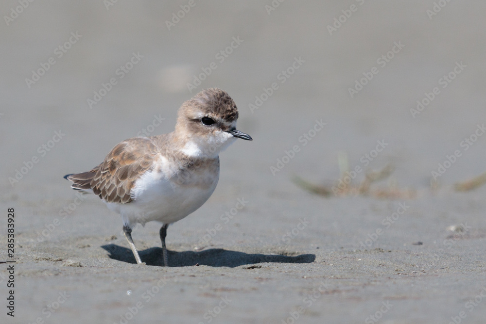 Double Banded Dotterel in New Zealand Double Banded Dotterel in New Zealand