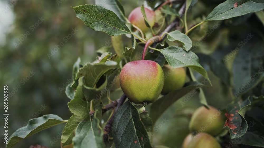 Close Up Of Apple Growing In Apple Orchard Close Up Of Apple Growing In Apple Orchard