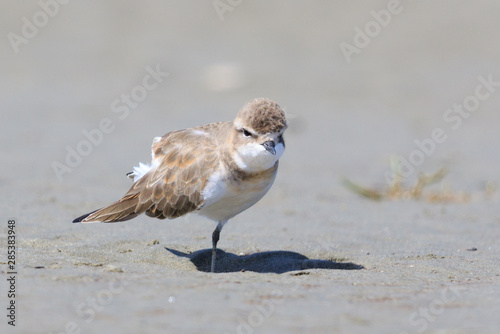 Double Banded Dotterel in New Zealand