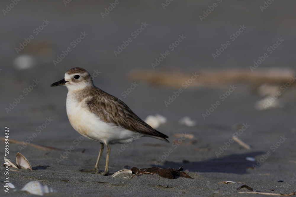 New Zealand Endemic Dotterel New Zealand Endemic Dotterel