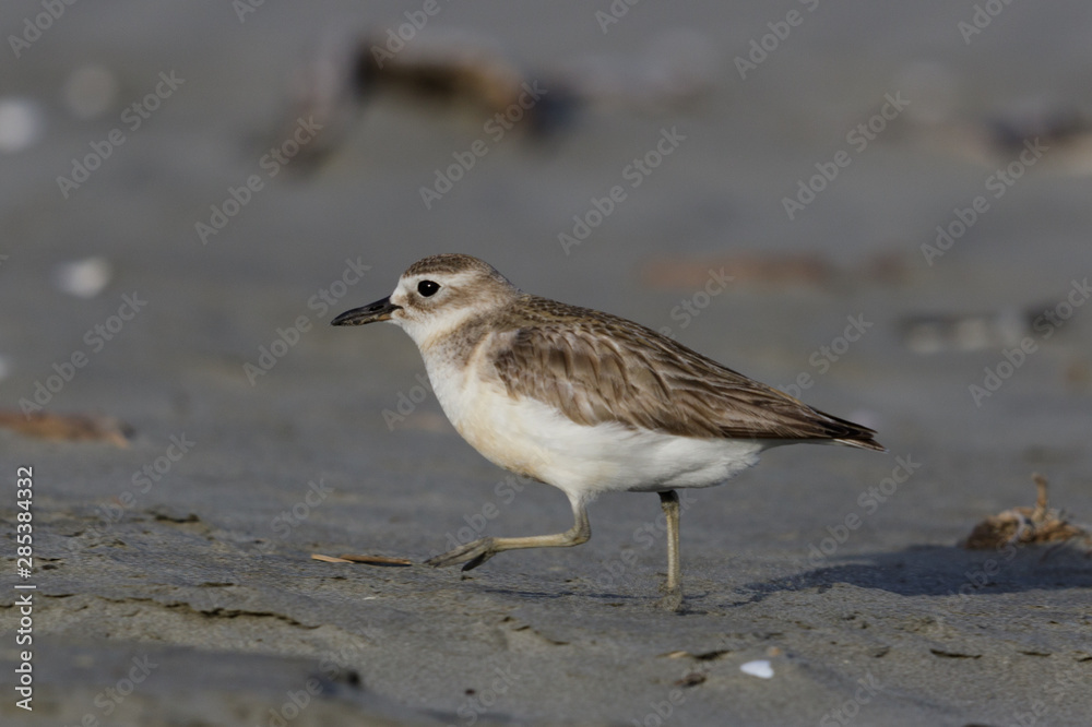 New Zealand Endemic Dotterel New Zealand Endemic Dotterel