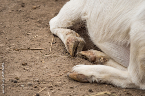 close up of the hoofs on a white goat on brown dirt ground