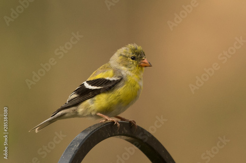 American Goldfinch in Pennslyvania