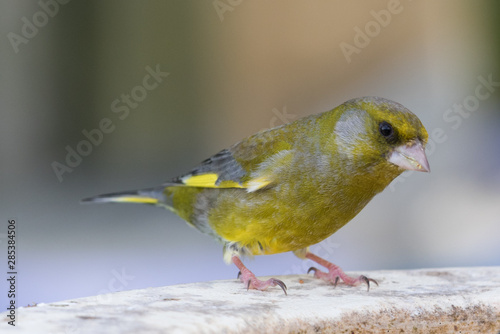 Greenfinch in New Zealand