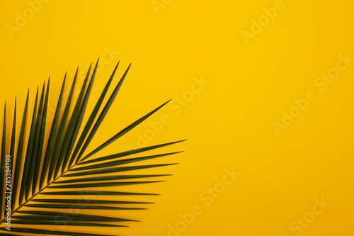 Palm leaf on yellow background