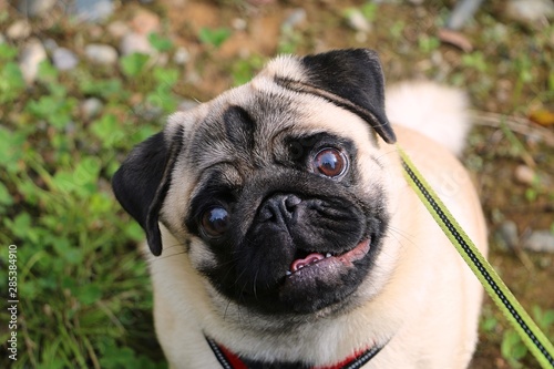 pug on a walk in nature
