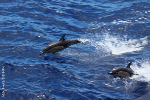 Dolphin swimming in the ocean. Common dolphin Delphinus delphis in natural habitat. Marine mammal in Norht Pacific ocean.