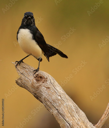 Willy Wagtail Flycatcher in Australia