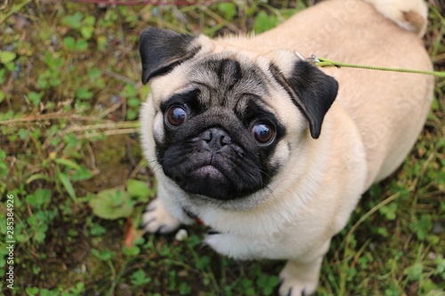 pug on a walk in nature