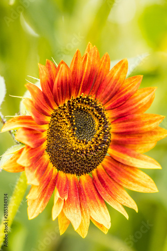 close up of a sunflower with orange to yellow gradient petals blooming in the field with blurry green background