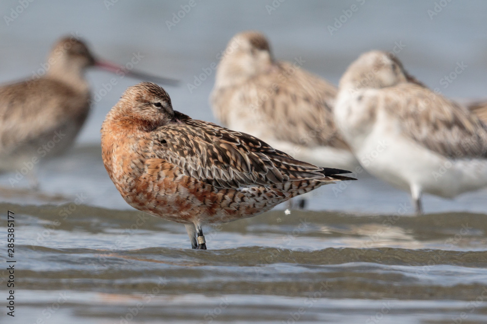Bar Tailed Godwit in Australasia Bar Tailed Godwit in Australasia