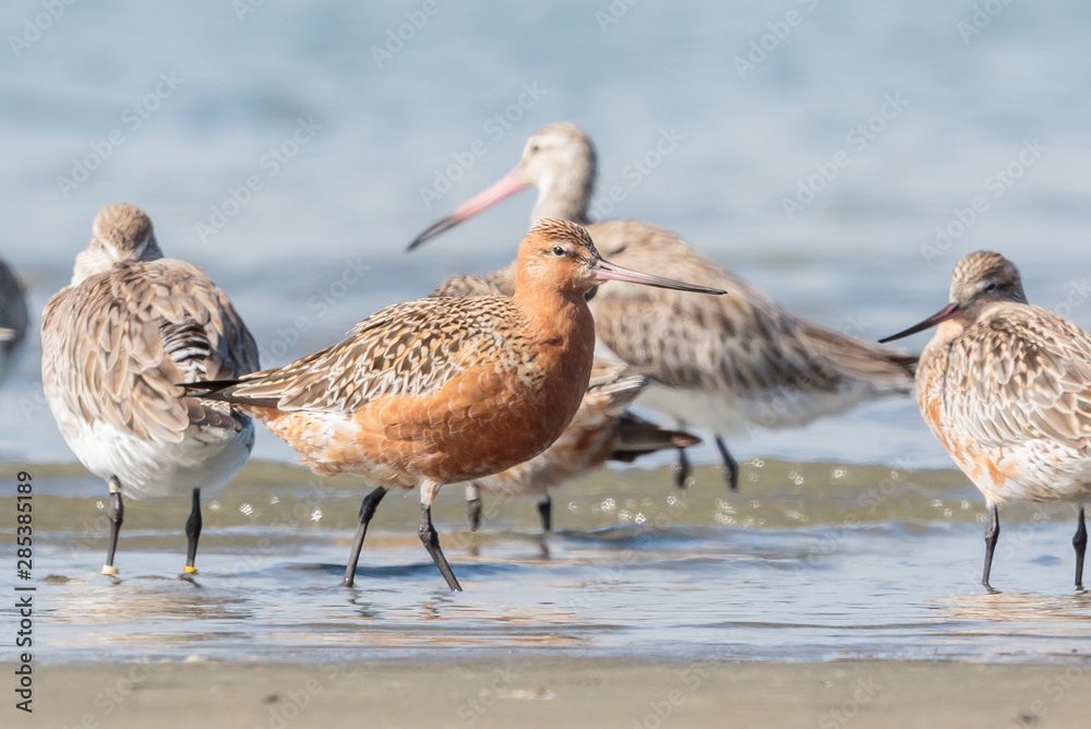 Bar Tailed Godwit in Australasia Bar Tailed Godwit in Australasia