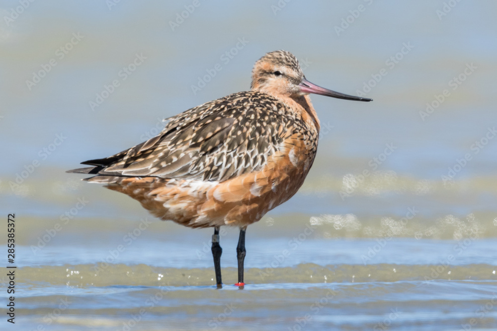 Bar Tailed Godwit in Australasia Bar Tailed Godwit in Australasia