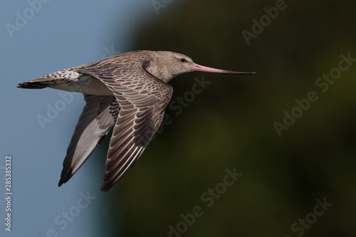Photography Bar Tailed Godwit in Australasia