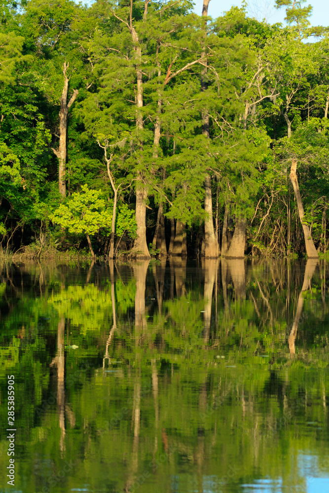 Big Thicket Reserve Texas USA Big Thicket Reserve Texas USA