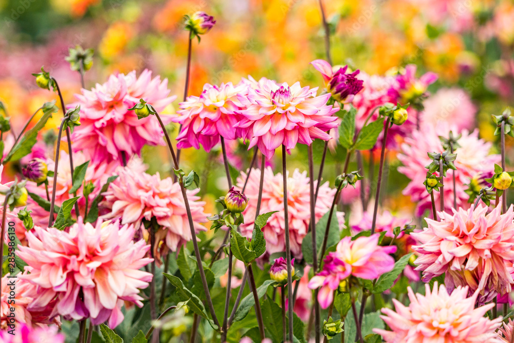 Obraz premium flower field filled with beautiful pink blooming dahlia flowers