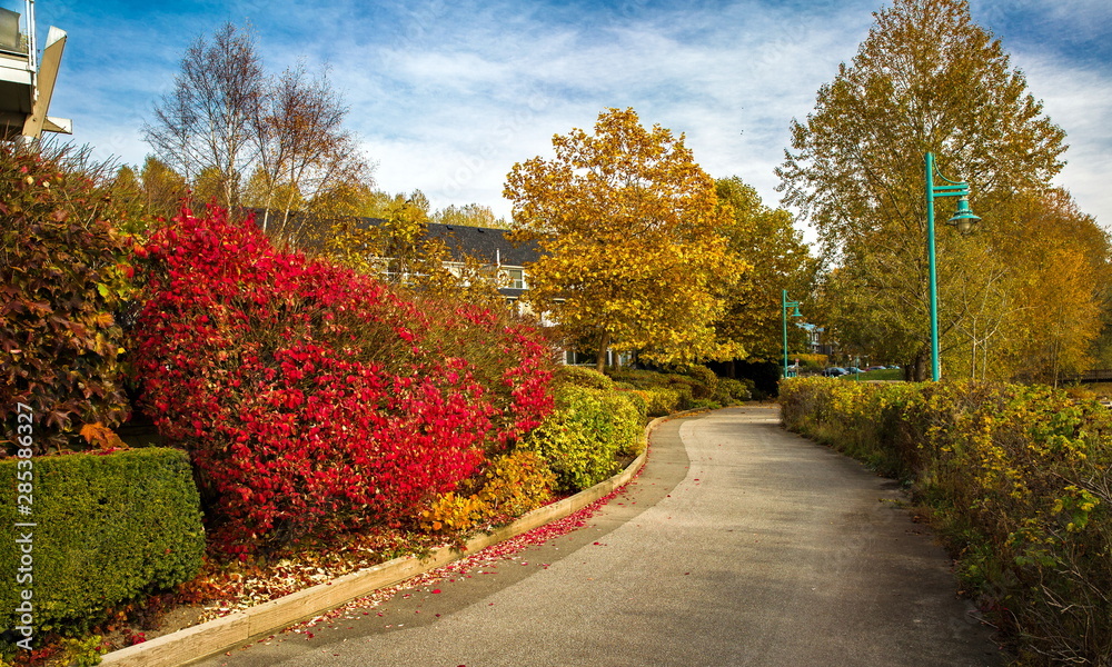 Naklejka premium Walking path in residential area on the Fraser River Embankment and flower beds at Residential District in Vancouver City, autumn time