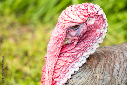 close up of the rough looking face of a turkey with blurry green background