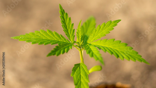 young green marijuana plant on nature isolate