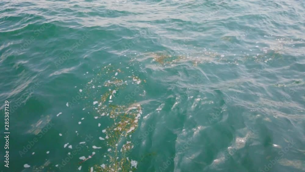 Wavy waters with floating seaweed. Wavy waters with floating seaweed.