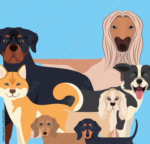 Fototapeta Naklejka Na Ścianę i Meble -  group of dogs pets characters