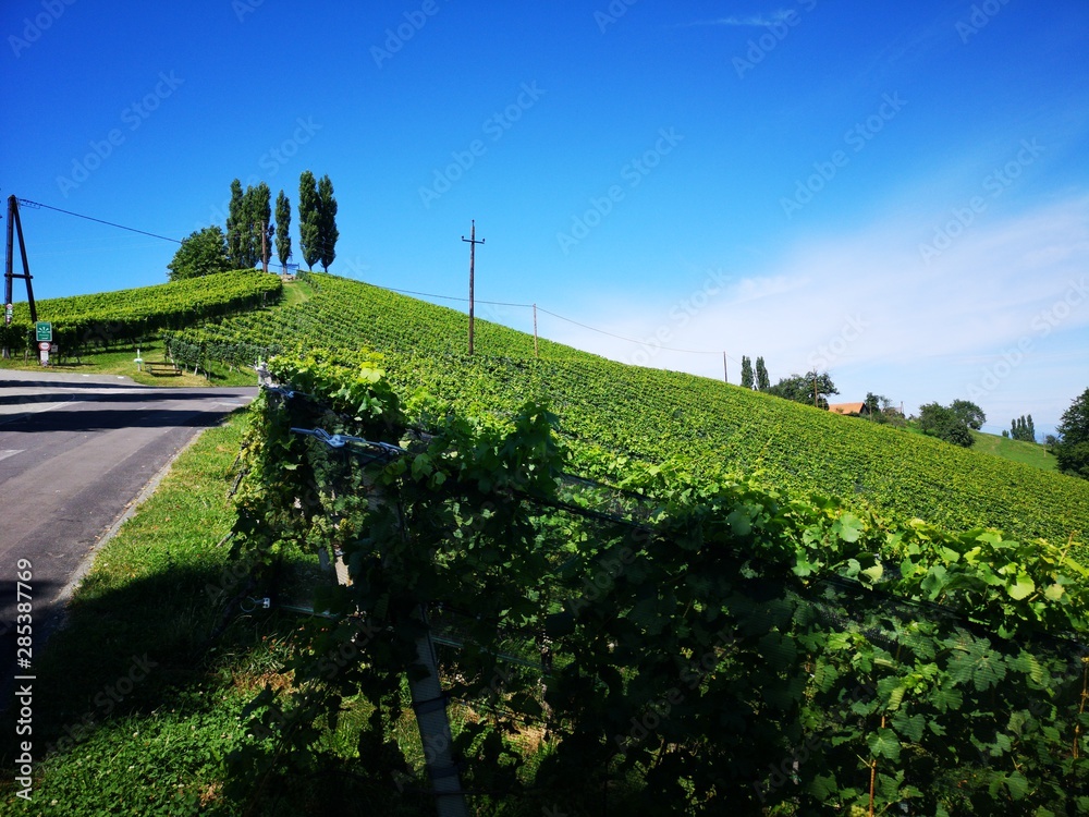 Fototapeta premium Weinberge im Sommer