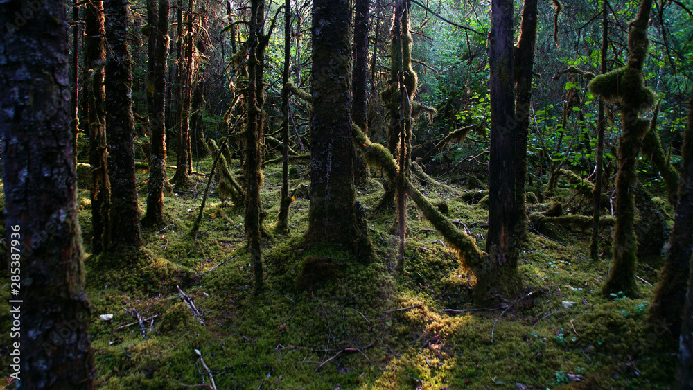 Obraz premium Tongass National Forest
