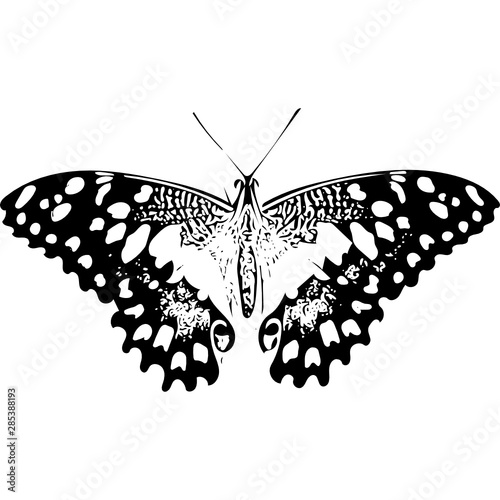 butterfly isolated on white background
