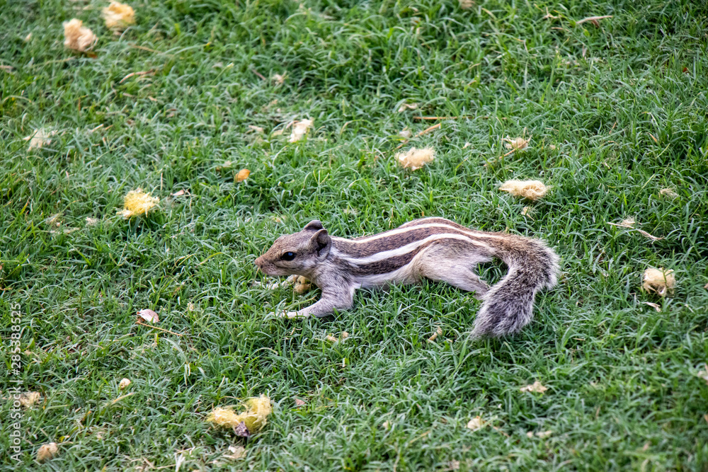 Indian squirrel on the grass