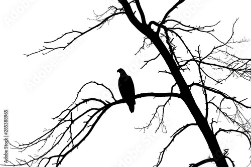 Silhouette of a white tailed eagle on a tree