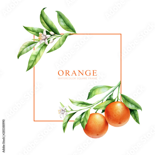 Orange tree branches frame template. Isolated layout for package design. Place for text.