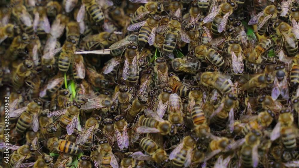 Swarm of honey bees, including the queen of the hive. Shot in 4K Swarm of honey bees, including the queen of the hive. Shot in 4K
