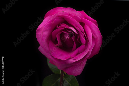 rose on black background