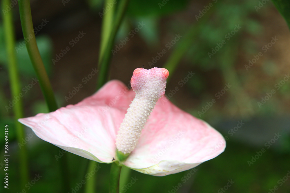 Obraz premium Flower