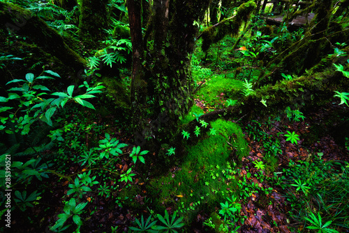 Trees and green leaves in the rainy season  background design