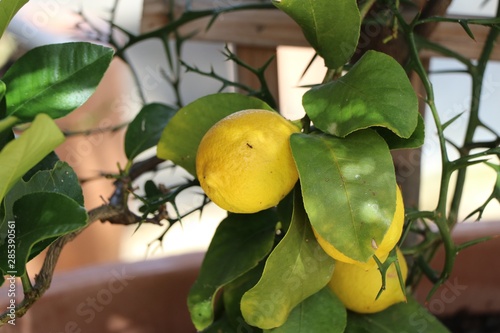 Zitrone an Baum mit Ameise