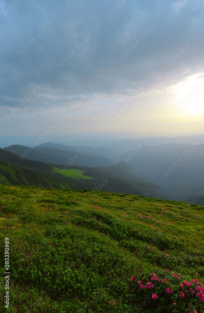 mountains sunrise landscape with flowering spring flowers on the meadow of slope mountain at morning dawn sunlight, amazing vertical floral sunrise background, Europe, Ukraine, Carpathians, Marmarosy