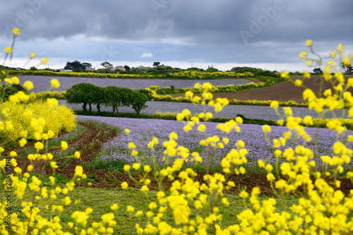 Purple flowers on potatoe crops in farm fields of red earth and wild yellow Bedstraw at Perranuthnoe Cornwall England