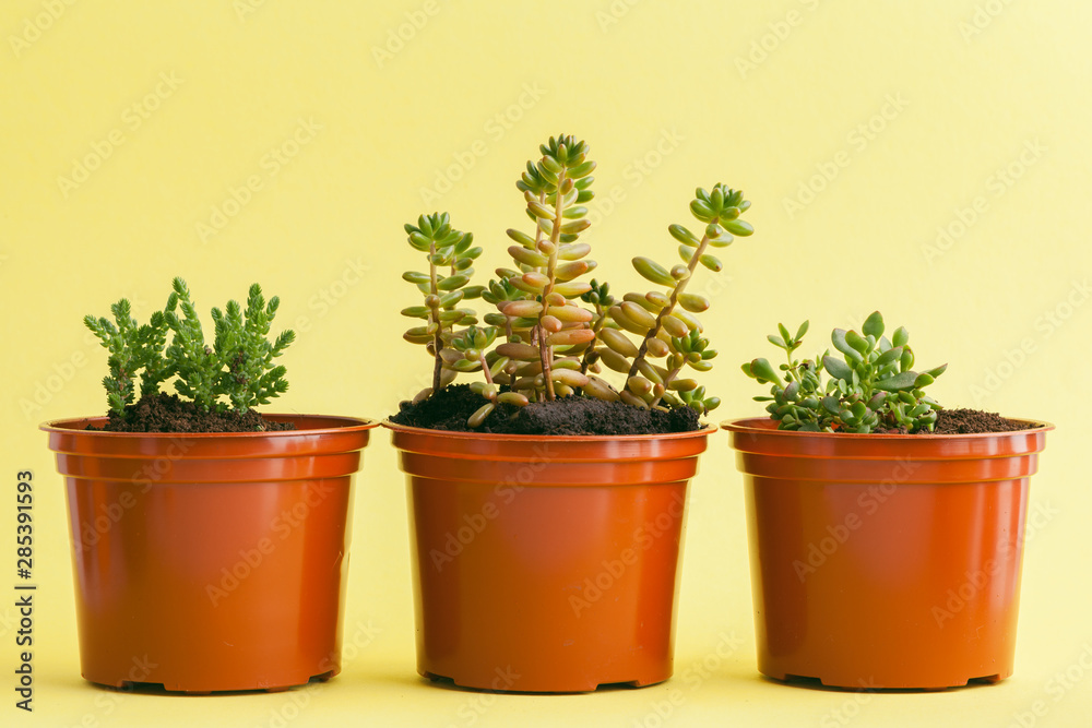succulent plant on a yellow background.