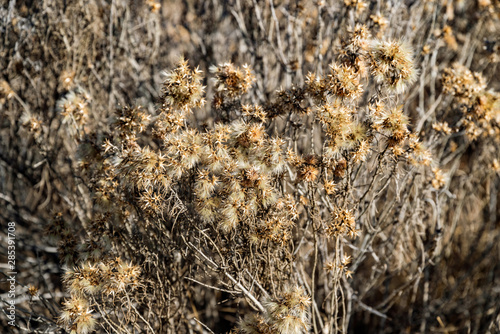 Obraz na płótnie Desert Seed Pods